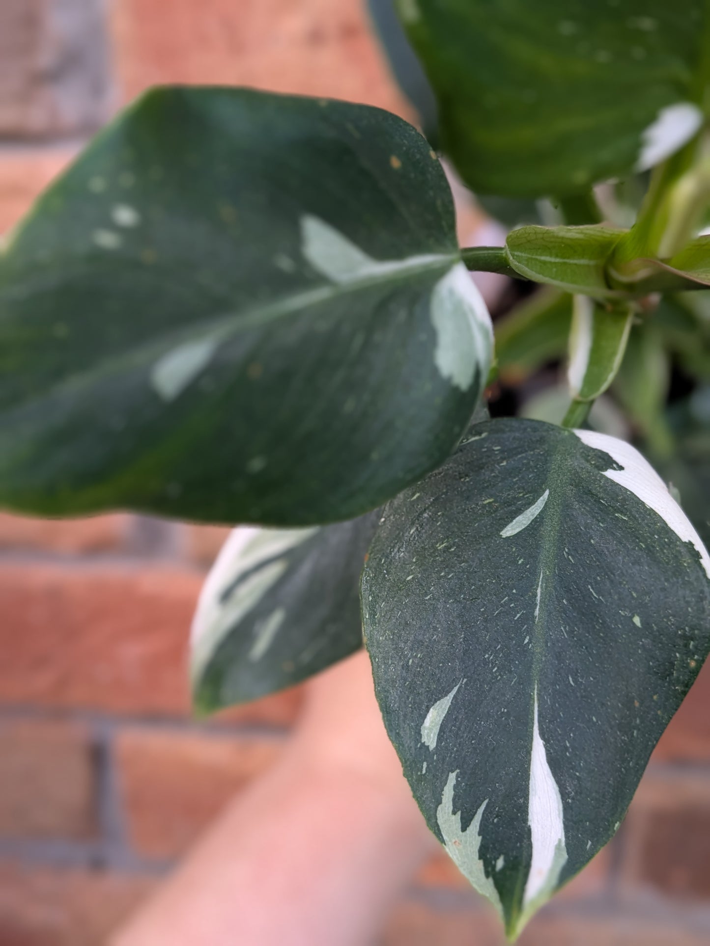 Philodendron White Princess #PW01