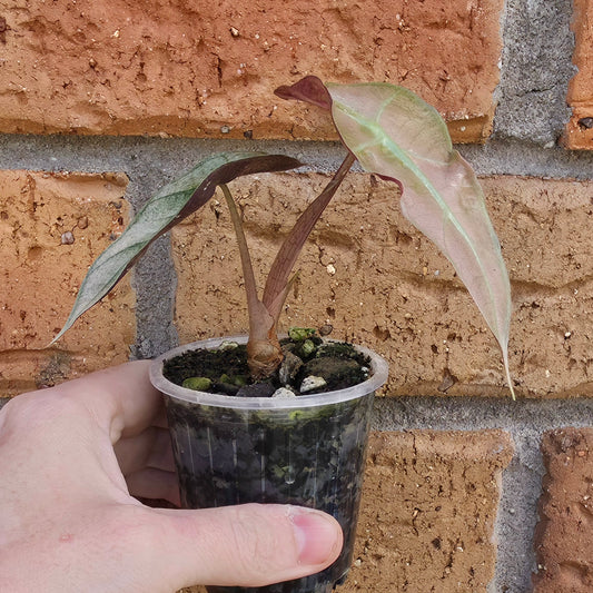 Alocasia Polly Pink Mint