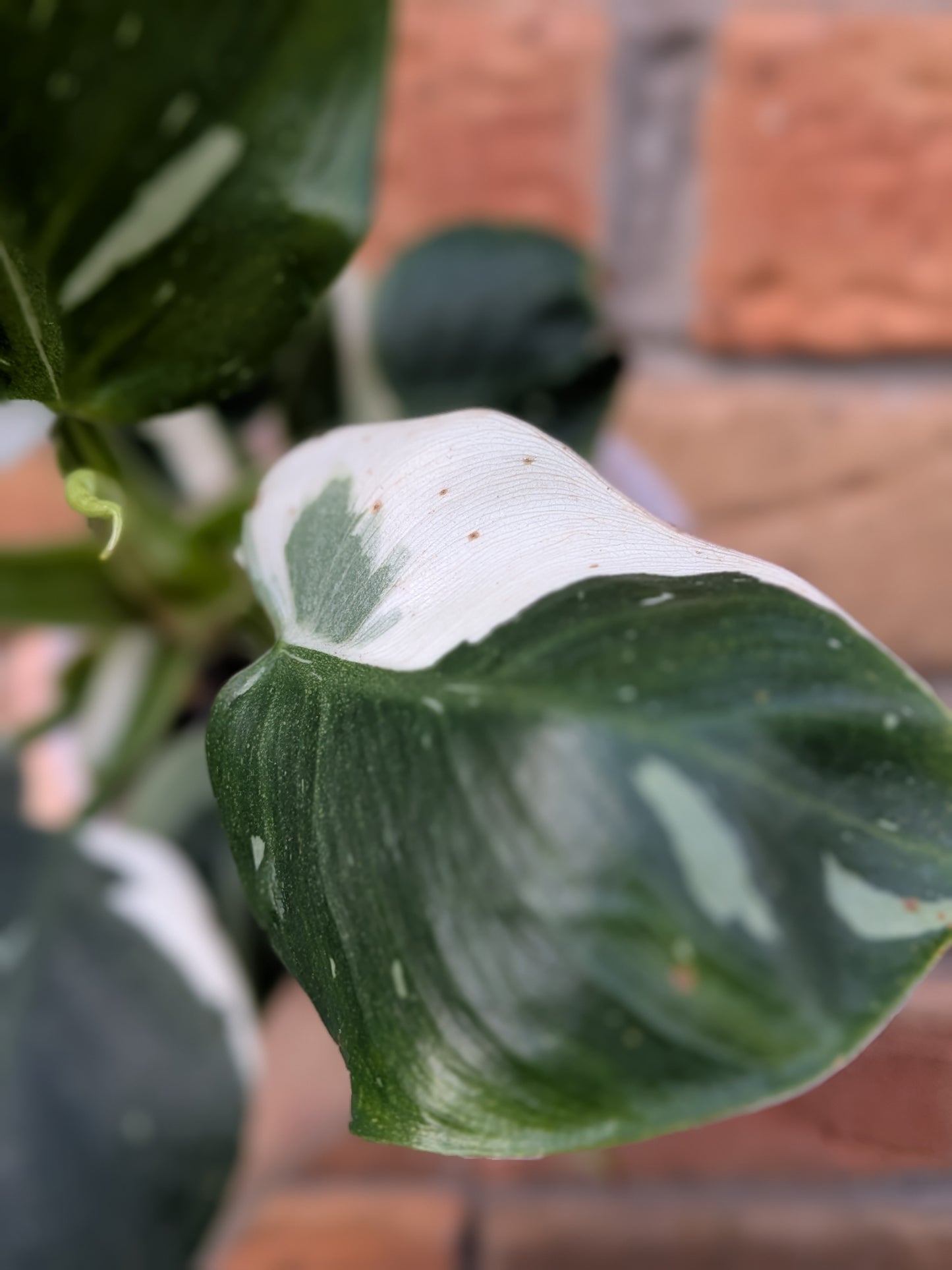Philodendron White Princess #PW01
