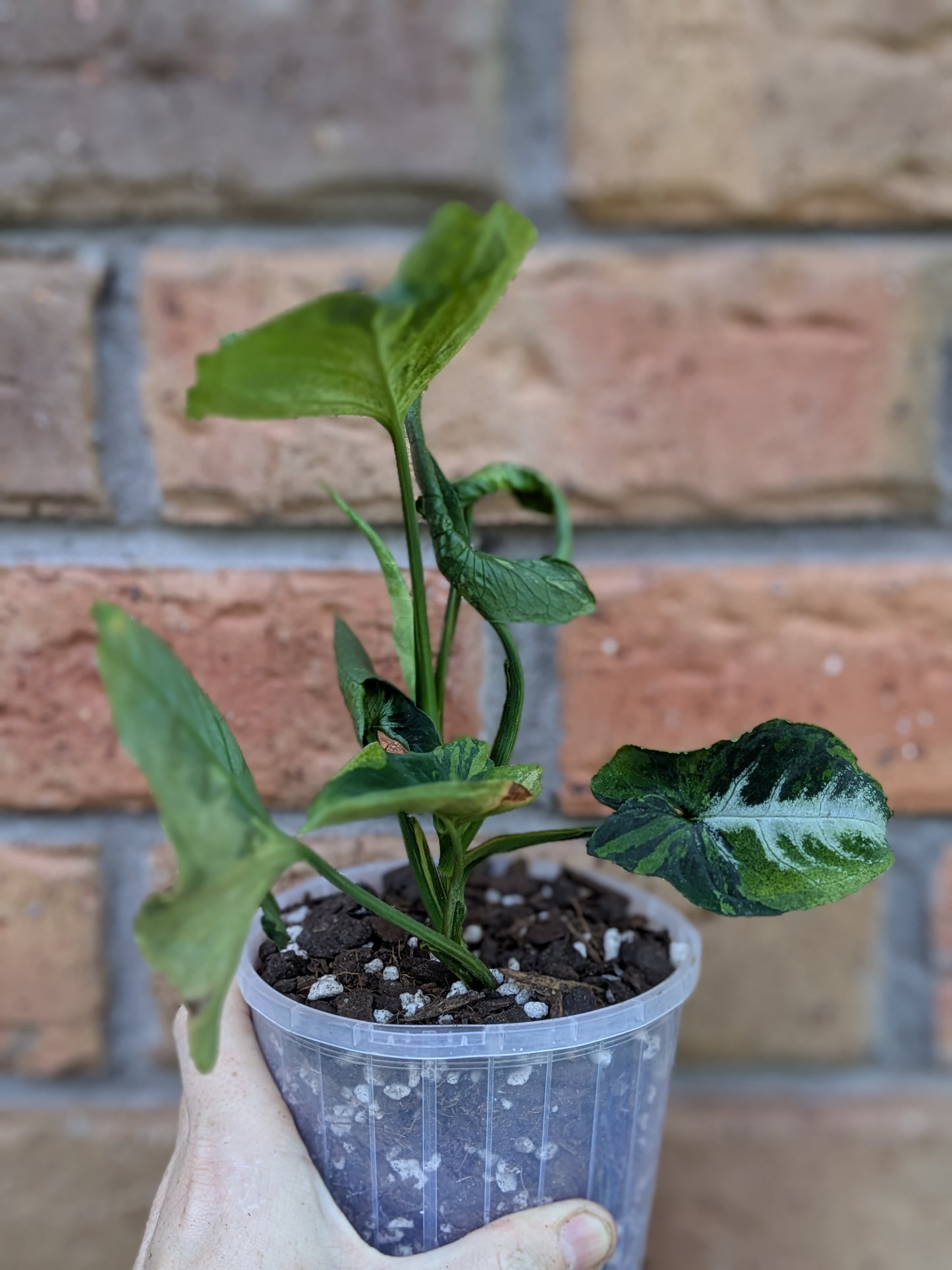 Syngonium Scrambled Eggs #ST23