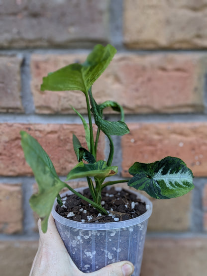 Syngonium Scrambled Eggs #ST23