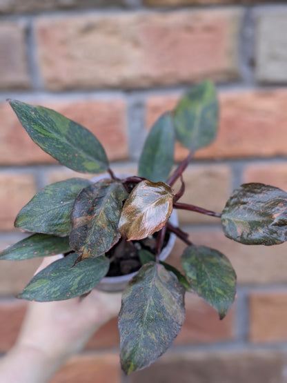 Philodendron Orange Princess #PX01