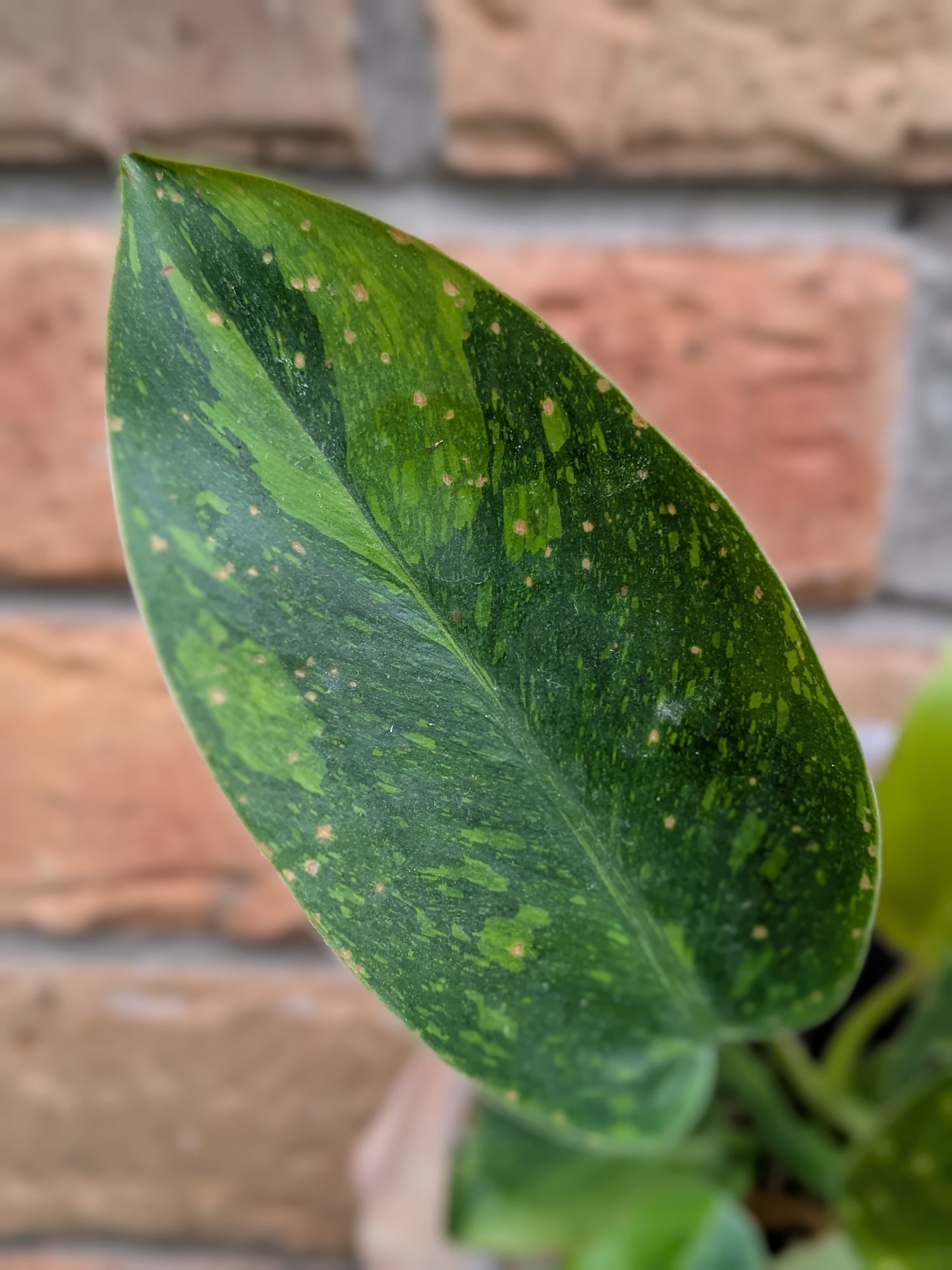 Philodendron Green Congo Variegata (Nuclear) #PY01