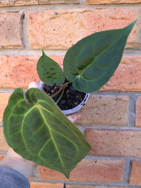 Anthurium Crystallinum Hope X Velvet