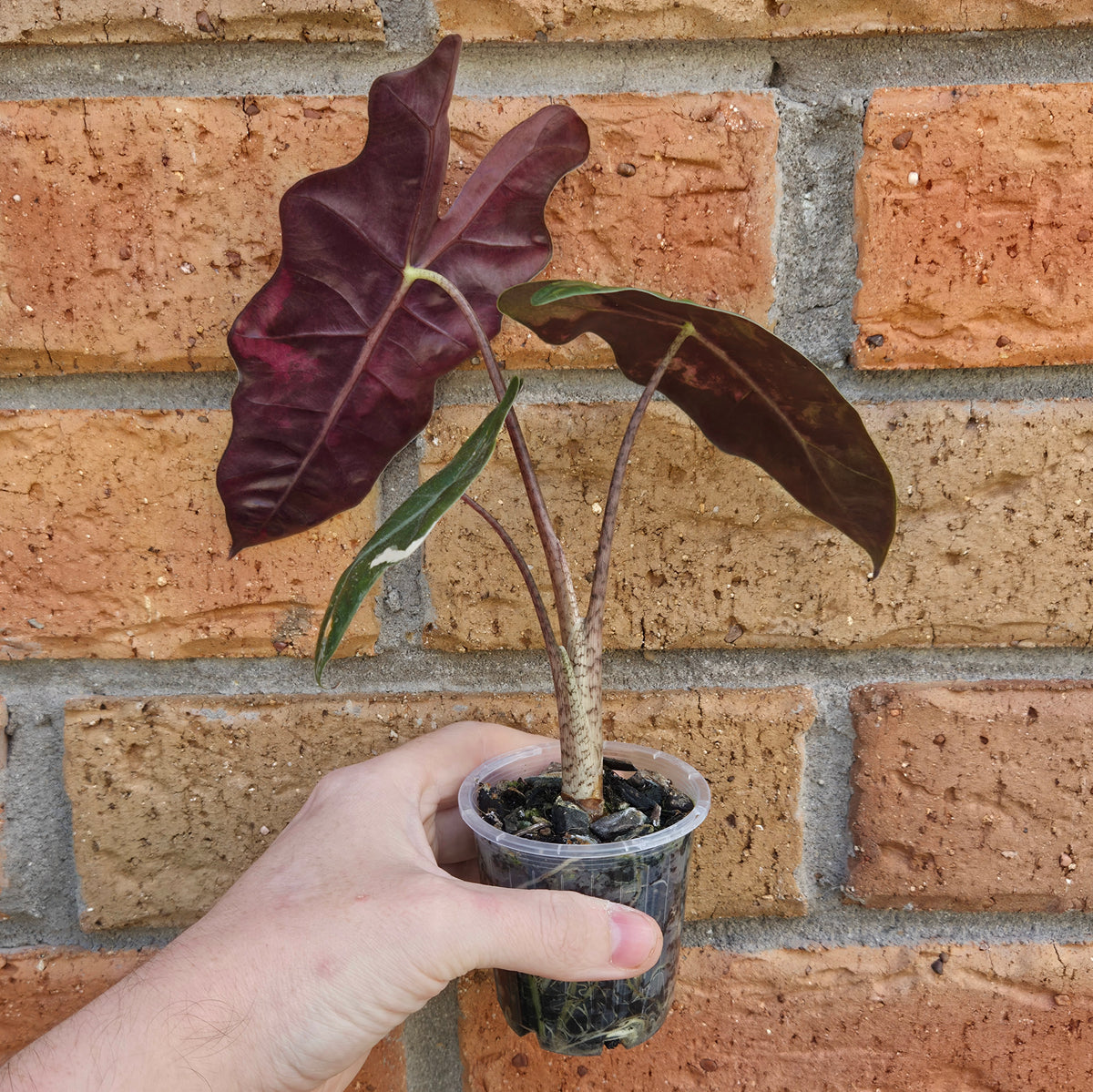Alocasia Pseudo Sanderiana Pink