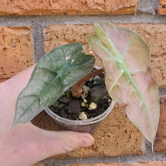Alocasia Polly Pink Mint
