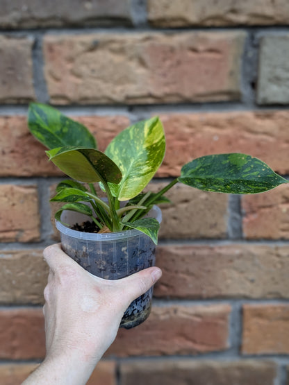 Philodendron Green Congo Variegata (Nuclear) #PY01