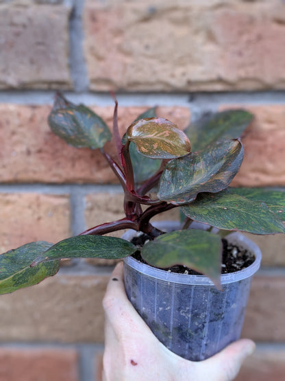 Philodendron Orange Princess #PX01