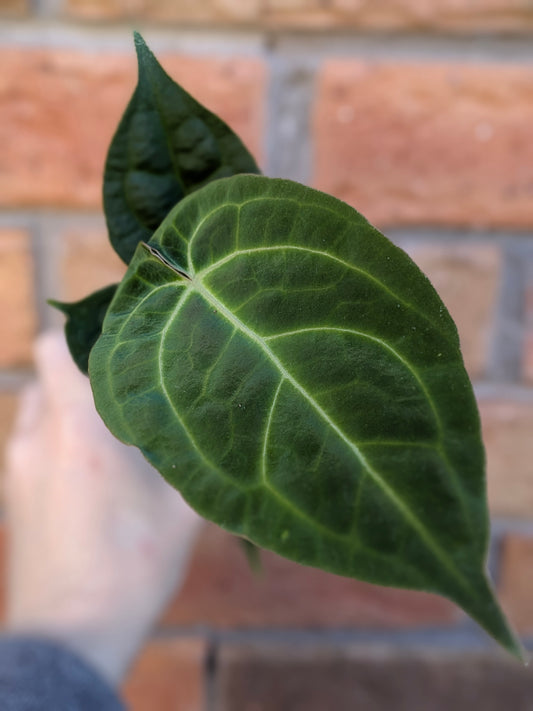 Anthurium Crystallinum Hope X Velvet #ABJ0001