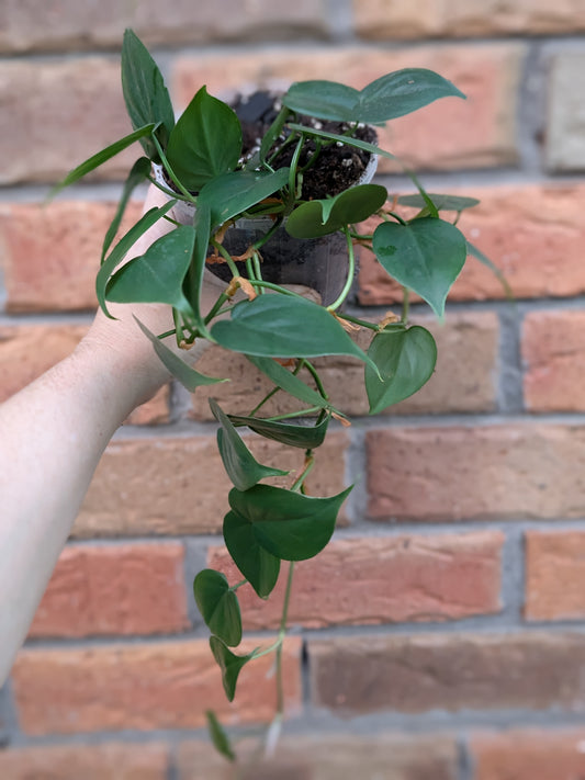 Philodendron Heart Leaf #PH02